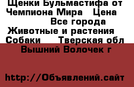 Щенки Бульмастифа от Чемпиона Мира › Цена ­ 1 000 - Все города Животные и растения » Собаки   . Тверская обл.,Вышний Волочек г.